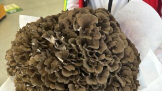 極100式まいたけ | 群馬まいたけセンター